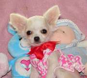 lovely chihuahua puppy lookig for a good home