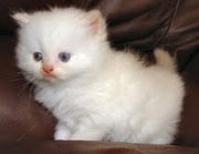 adorable persian kitten for rehoming