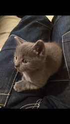 Extremely cute Russian Blues