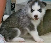 Siberin Husky Puppies For Sale Very Cheap Puppies 