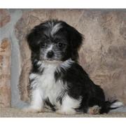 gorgeouse havanese puppies for adoption