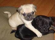 Lovely Pug Puppies For Sale