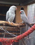 Congo/African Grey parrots