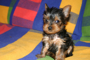 yorkie for adoption 